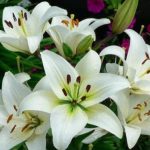 Panduan Lengkap Merawat Bunga Lily Agar Rajin Berbunga