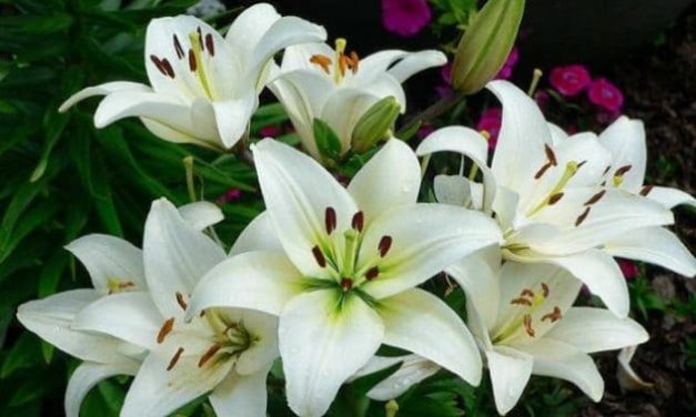 Panduan Lengkap Merawat Bunga Lily Agar Rajin Berbunga