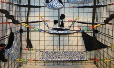 Tips Membuat Kandang Nyaman Untuk Sugar Glider