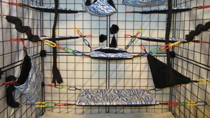 Tips Membuat Kandang Nyaman Untuk Sugar Glider