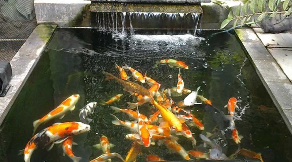Tips Merawat Kolam Ikan Agar Air Tetap Jernih