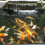 Tips Merawat Kolam Ikan Agar Air Tetap Jernih