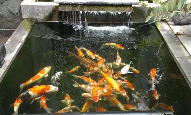 Tips Merawat Kolam Ikan Agar Air Tetap Jernih