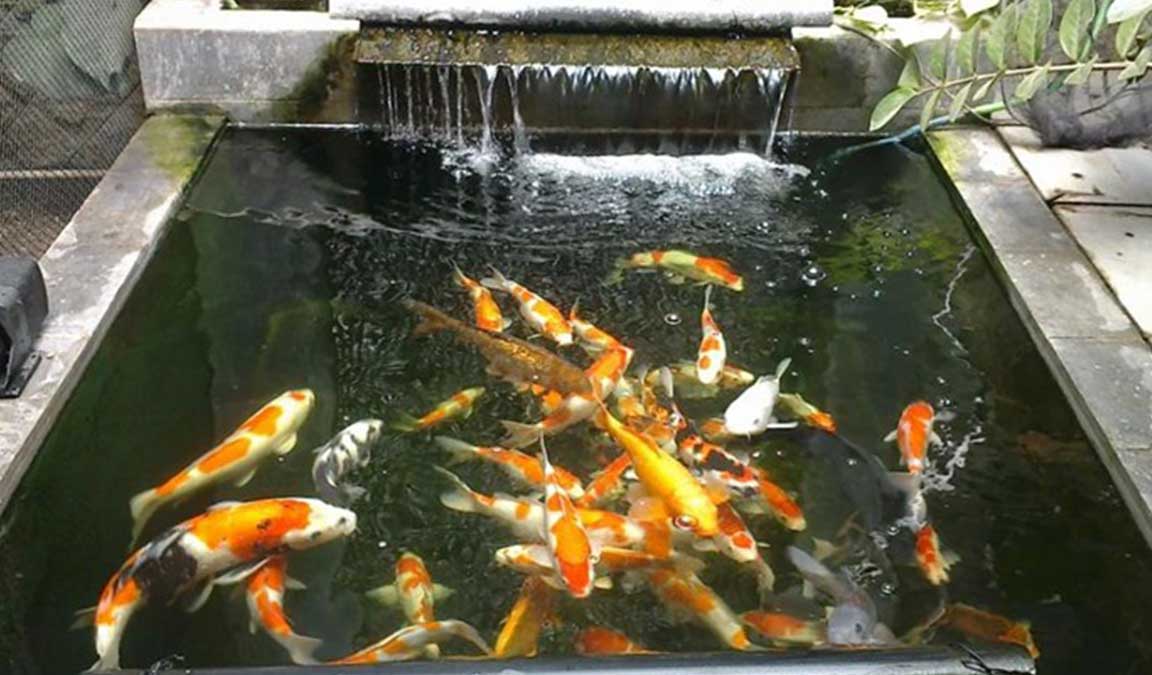 Tips Merawat Kolam Ikan Agar Air Tetap Jernih