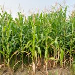 Budidaya Jagung Modern Untuk Meningkatkan Hasil Panen