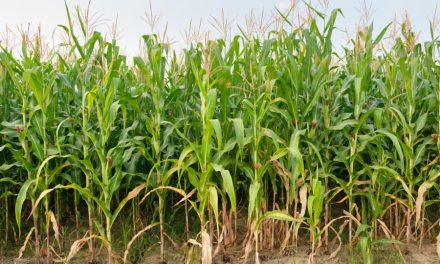 Budidaya Jagung Modern Untuk Meningkatkan Hasil Panen