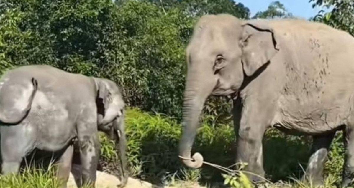 Fakta Unik Tentang Gajah Sumatra Dan Habitat Aslinya