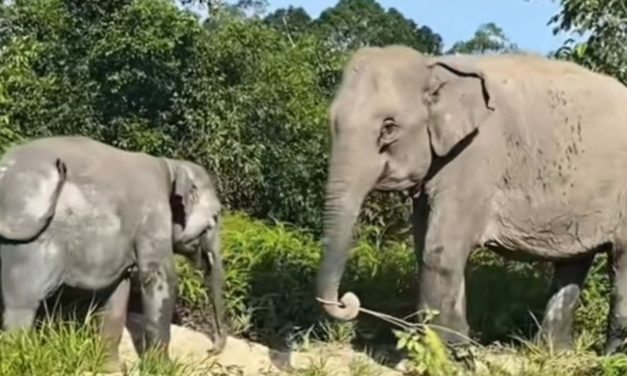 Fakta Unik Tentang Gajah Sumatra Dan Habitat Aslinya