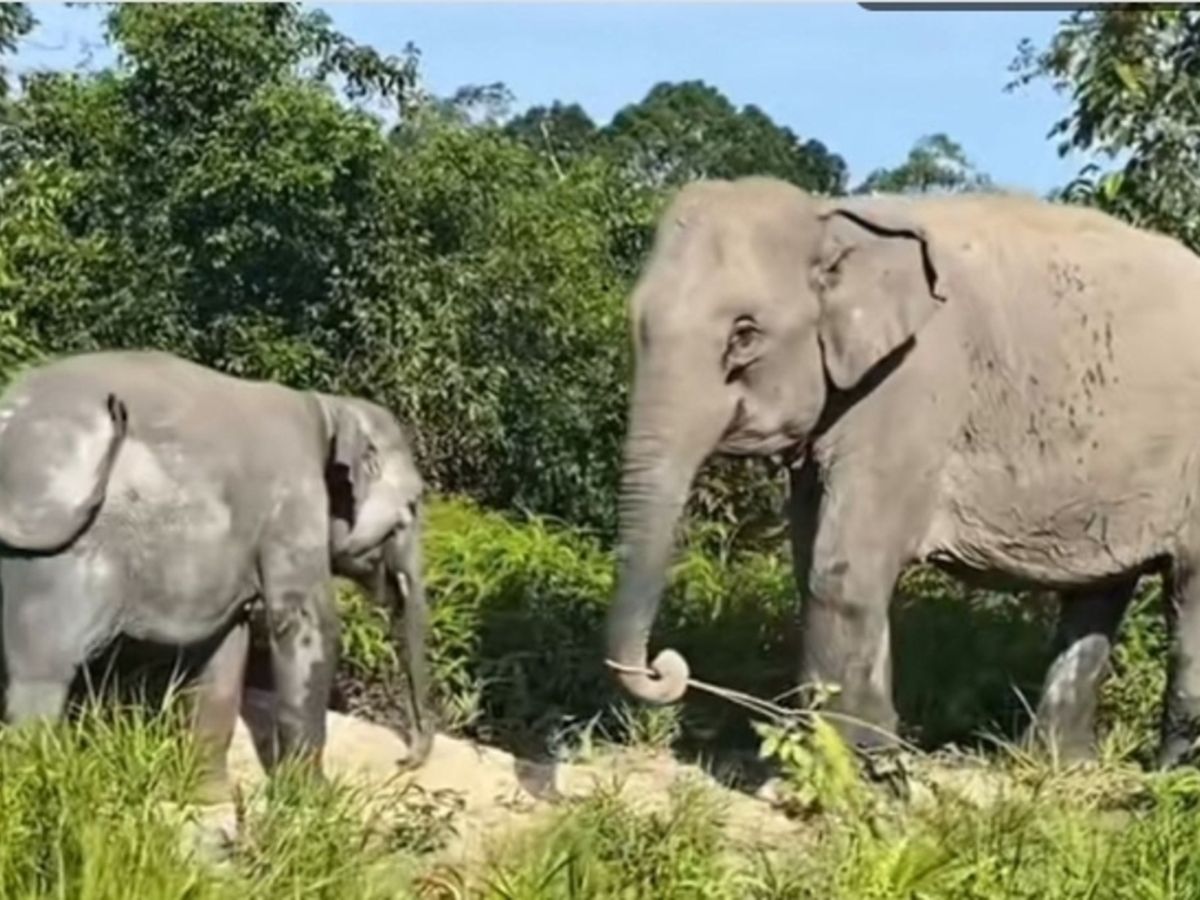 Fakta Unik Tentang Gajah Sumatra Dan Habitat Aslinya