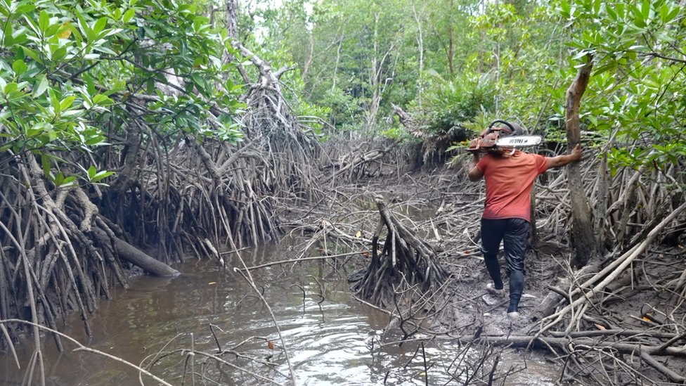 Kerusakan Alam Indonesia: Hutan Hilang, Masa Depan Terancam