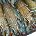 Budidaya Lobster Air Tawar: Bisnis Menjanjikan Modal Terjangkau