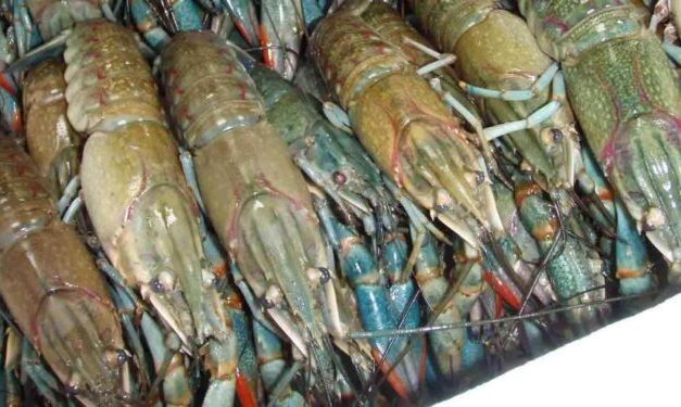 Budidaya Lobster Air Tawar: Bisnis Menjanjikan Modal Terjangkau