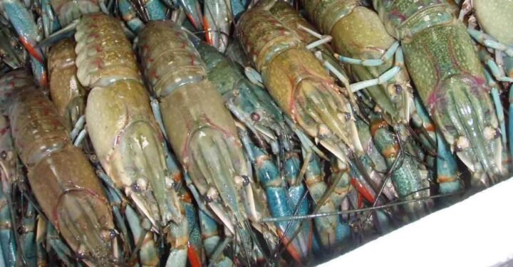 Budidaya Lobster Air Tawar: Bisnis Menjanjikan Modal Terjangkau
