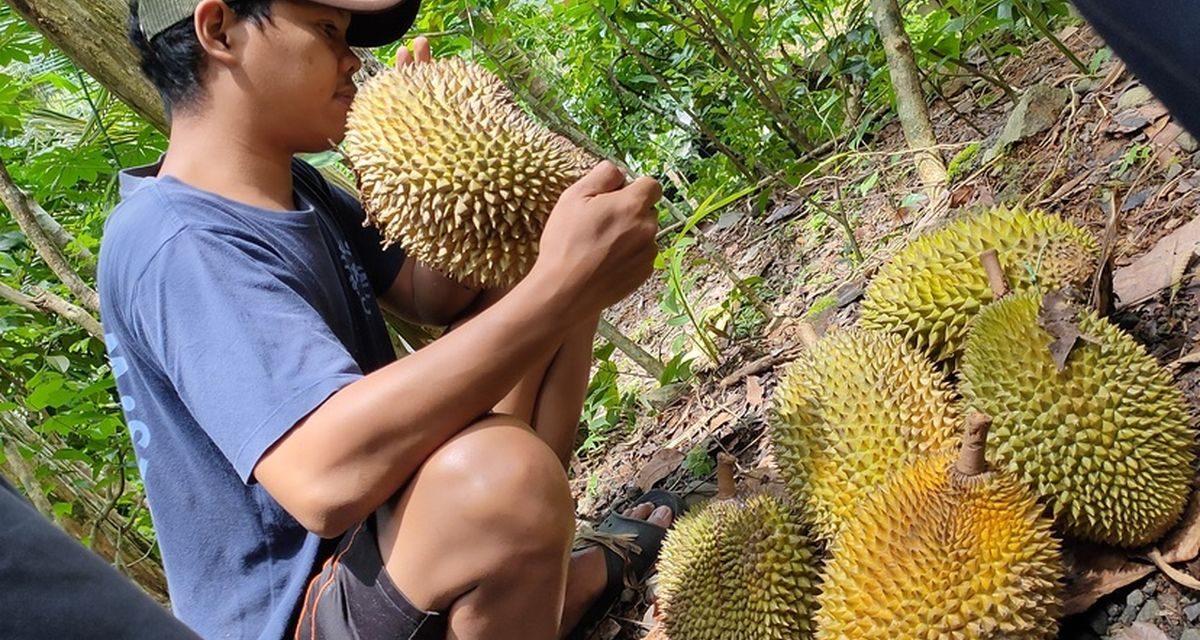Musim Durian Di Indonesia? Ini Jadwal Dan Jenis Favoritnya