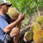 Musim Durian Di Indonesia? Ini Jadwal Dan Jenis Favoritnya
