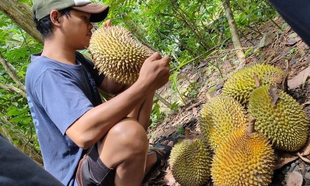Musim Durian Di Indonesia? Ini Jadwal Dan Jenis Favoritnya