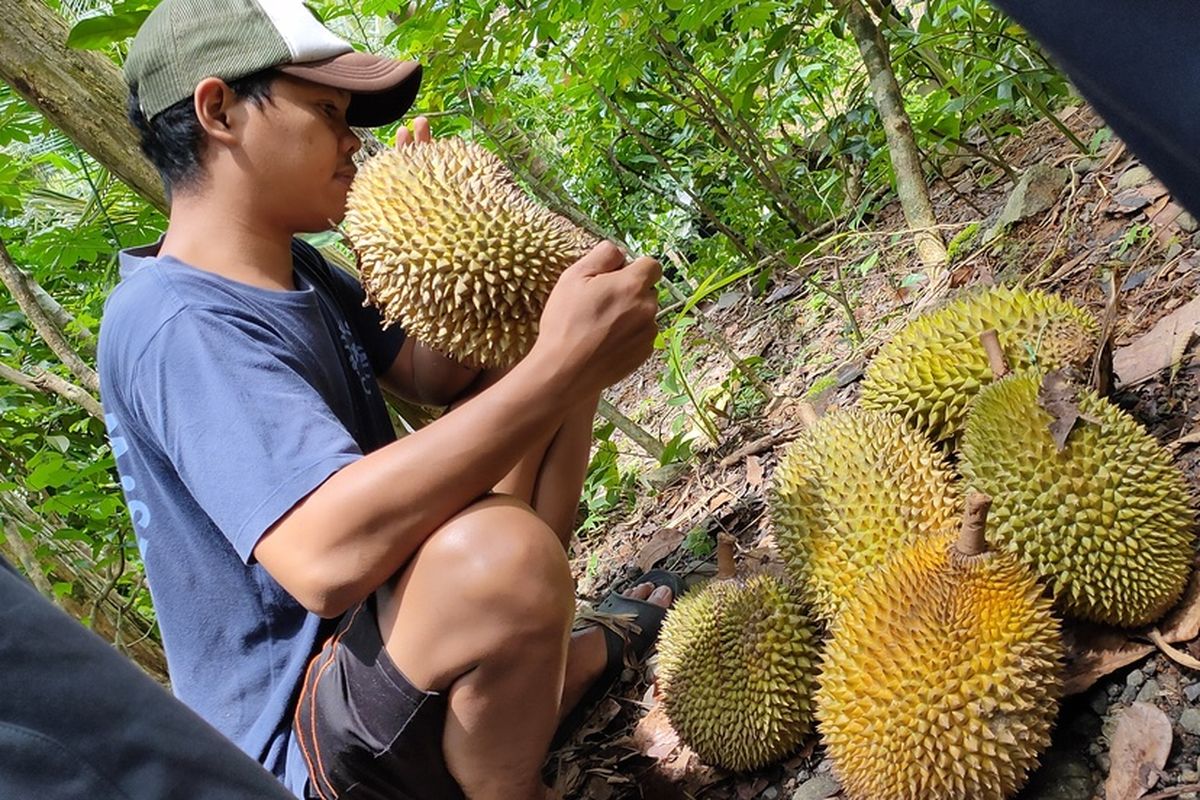 Musim Durian Di Indonesia? Ini Jadwal Dan Jenis Favoritnya