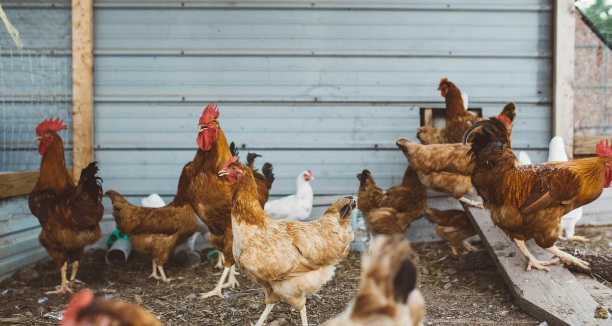 Ternak Ayam Petelur Pemula: Modal Kecil Untung Menjanjikan