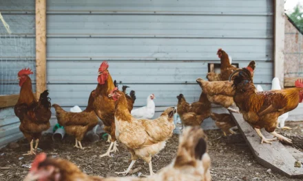Ternak Ayam Petelur Pemula: Modal Kecil Untung Menjanjikan