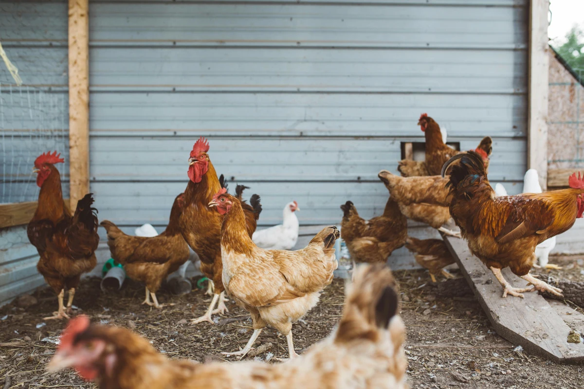 Ternak Ayam Petelur Pemula: Modal Kecil Untung Menjanjikan