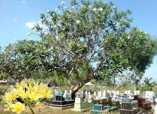 Bunga Kamboja Dikaitkan Dengan Kematian? Ini Penjelasannya