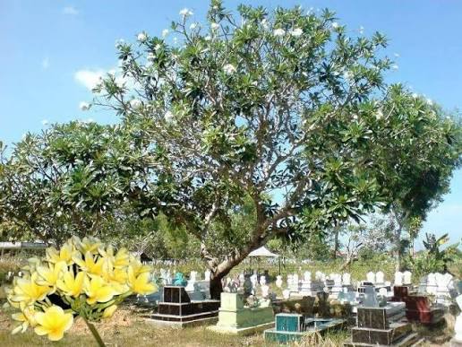 Bunga Kamboja Dikaitkan Dengan Kematian? Ini Penjelasannya