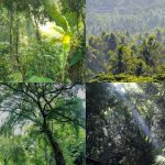 Hutan Indonesia Dalam Ancaman: Fakta, Dan Upaya Pelestarian