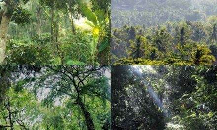 Hutan Indonesia Dalam Ancaman: Fakta, Dan Upaya Pelestarian