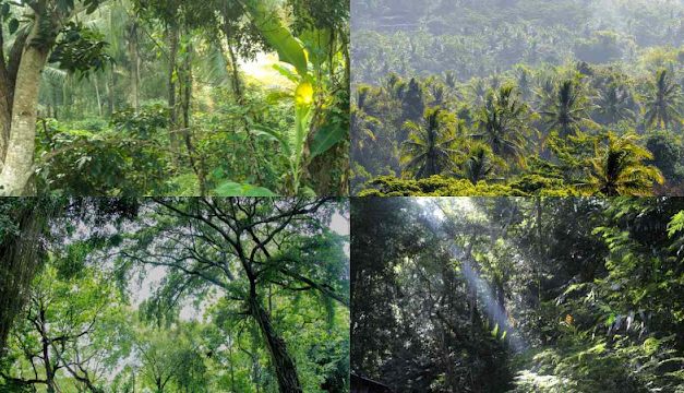 Hutan Indonesia Dalam Ancaman: Fakta, Dan Upaya Pelestarian