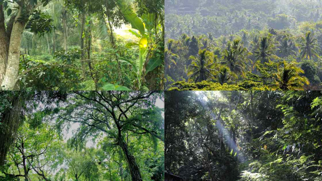 Hutan Indonesia Dalam Ancaman: Fakta, Dan Upaya Pelestarian