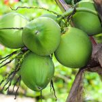 Manfaat Kelapa Bagi Kesehatan Dan Peluang Bisnis Menjanjikan