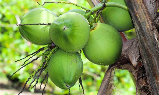 Manfaat Kelapa Bagi Kesehatan Dan Peluang Bisnis Menjanjikan