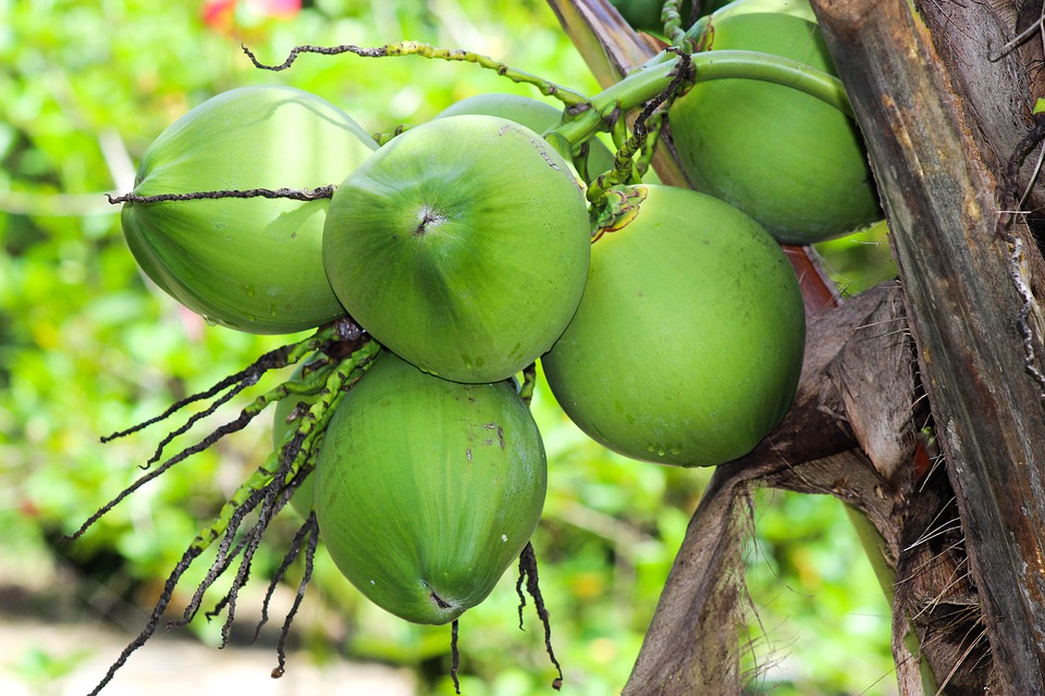 Manfaat Kelapa Bagi Kesehatan Dan Peluang Bisnis Menjanjikan