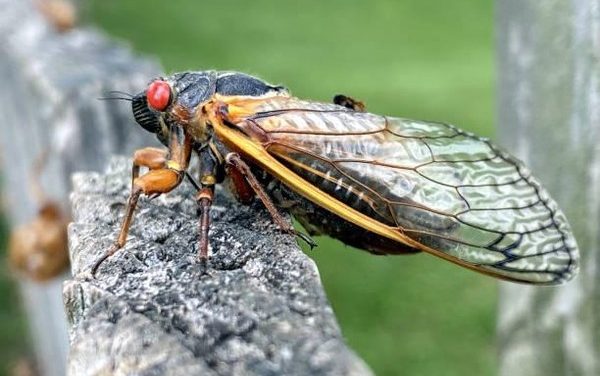 Serangga Unik Di Dunia: Fakta Menarik Yang Perlu Anda Ketahui