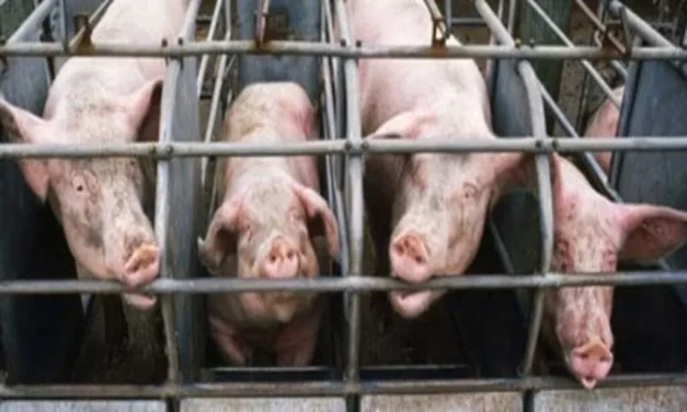 Usaha Ternak Babi: Analisis Modal, Prospek, Dan Risiko Bisnis