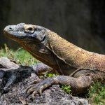 Hewan Langka: Pentingnya Menjaga Satwa Dan Habitat Alaminya