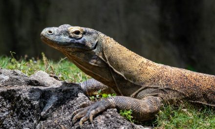 Hewan Langka: Pentingnya Menjaga Satwa Dan Habitat Alaminya