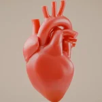 Jantung Sehat: Kebiasaan Membantu Menjaga Fungsi Organ Vital