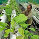Pertanian Hidroponik: Cara Menanam Sayuran Di Lahan Terbatas