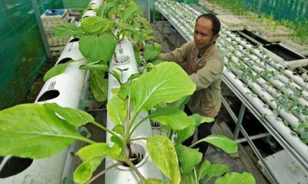 Pertanian Hidroponik: Cara Menanam Sayuran Di Lahan Terbatas