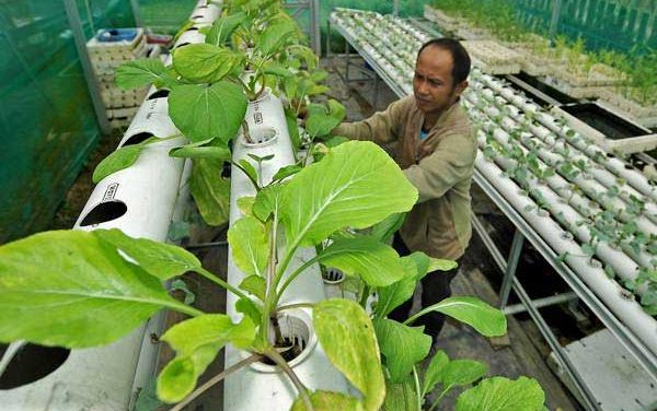 Pertanian Hidroponik: Cara Menanam Sayuran Di Lahan Terbatas