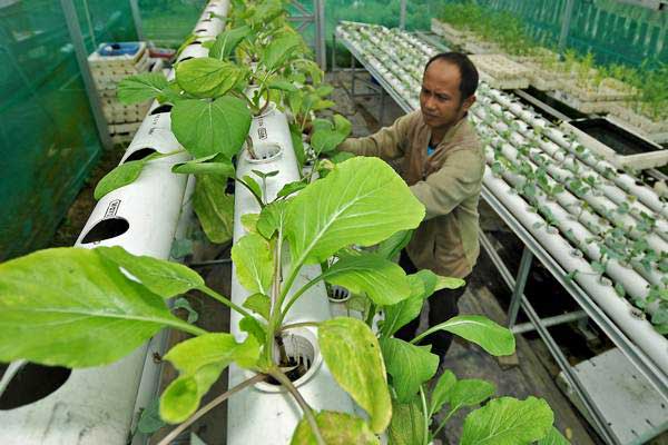 Pertanian Hidroponik: Cara Menanam Sayuran Di Lahan Terbatas